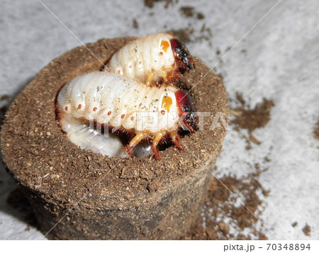 カブトムシの幼虫の写真素材
