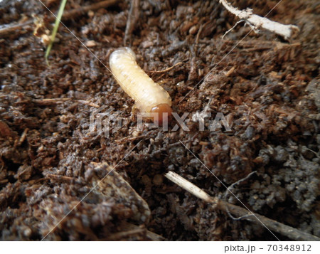 カブトムシの幼虫の写真素材