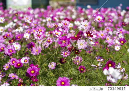 植物 コスモス 花 70349015