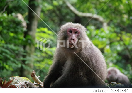 屋久猿 屋久猿 70349344
