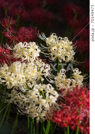 彼岸花 彼岸花 70349475