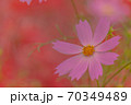 秋、赤い花々を背景に咲き誇るピンクのコスモス 70349489