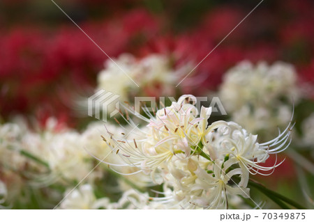 彼岸花 彼岸花 70349875