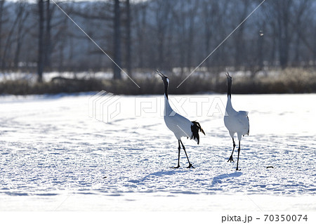 タンチョウ 70350074