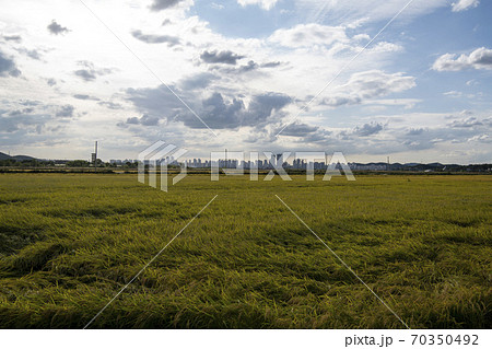 風景 田畑 始興市 70350492