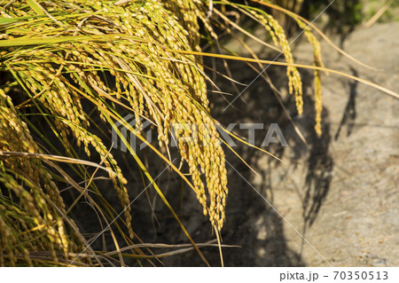 植物 稲作 米 70350513