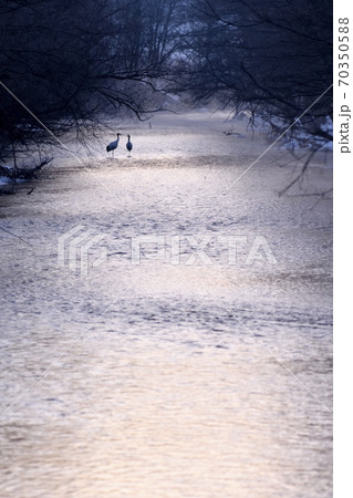 タンチョウ 70350588