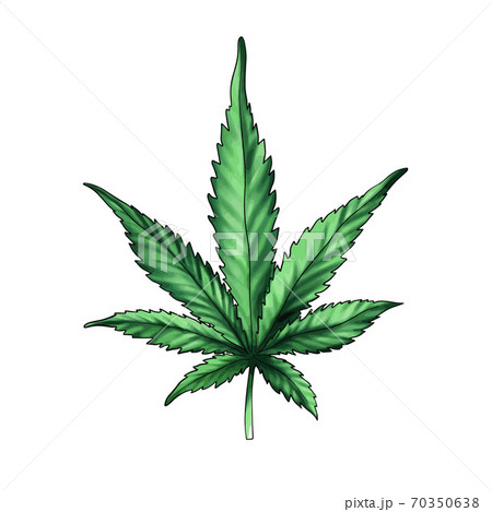 Green cannabis leaf isolated on a white background. cannabis leaf.Marijuana Green cannabis leaf isolated on a white background. cannabis leaf.Marijuana 70350638