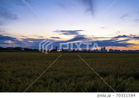 風景 田畑 稲 70351584