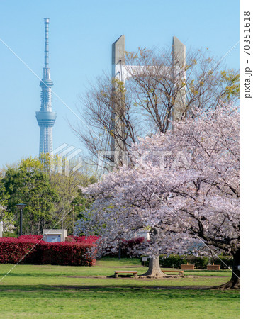木場公園の桜 05 70351618