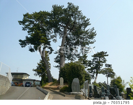 末の松山　宮城県多賀城市 70351795