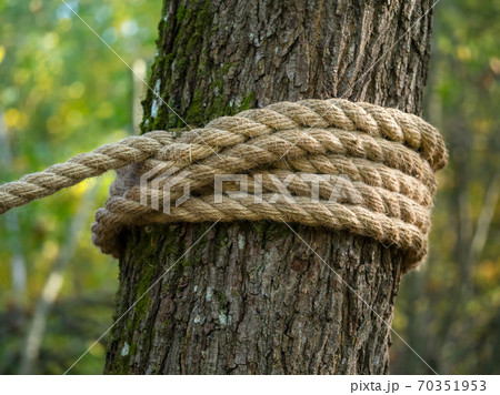 A thick hemp rope is wound around a tree.  70351953