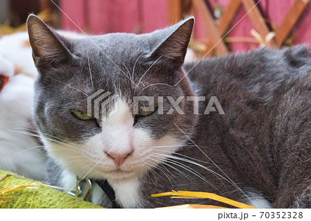 鋭い眼光の猫 70352328