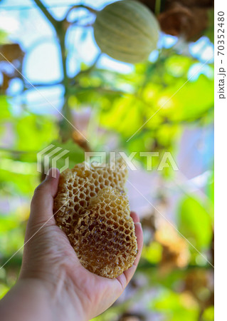 蜂の巣　巣みつ　コムハニー 70352480