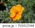 キバナコスモス／黄花コスモス 70352598