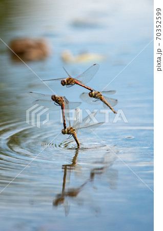 アキアカネの産卵（二態合成） 70352599