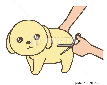 犬のトリミング　カット 70352890