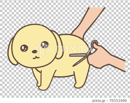 犬のトリミング　カット 70352890