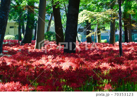 祖光院の満開の彼岸花(千葉県松戸市) 祖光院の満開の彼岸花(千葉県松戸市) 70353123