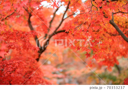 beautiful red leaves under the bright sun light view in japan garden at Kyoto beautiful red leaves under the bright sun light view in japan garden at Kyoto 70353237