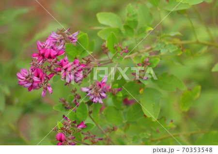 秋の七草萩の花 70353548