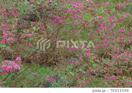 秋の七草萩の花 70353549