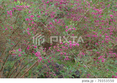秋の七草萩の花 70353550