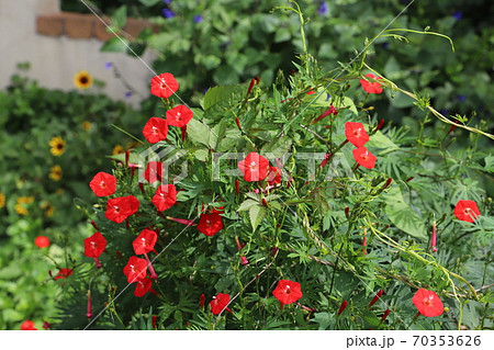 秋の野原に咲くオシロイバナの赤い花の写真素材