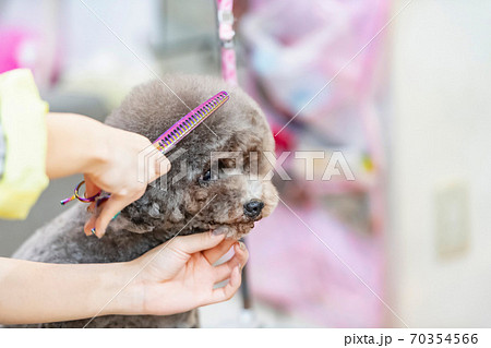 犬のトリミングをする女性 犬のトリミングをする女性 70354566