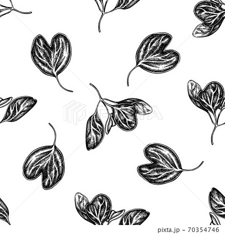 Seamless pattern with black and white iresine 70354746