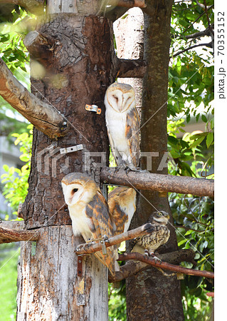 湯布院フローラルビレッジのフクロウの森の写真素材