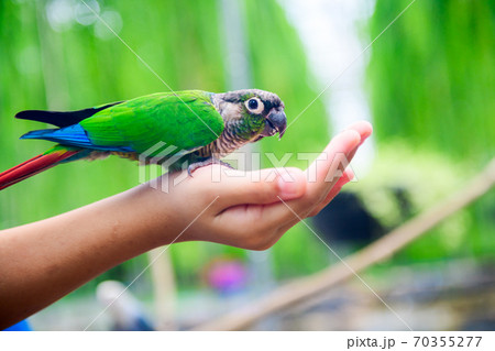 A lovebird is eating dry sunflower seeds in child hand. A lovebird is eating dry sunflower seeds in child hand. 70355277