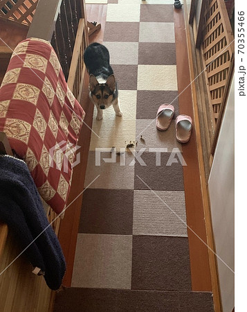 子犬 70355466