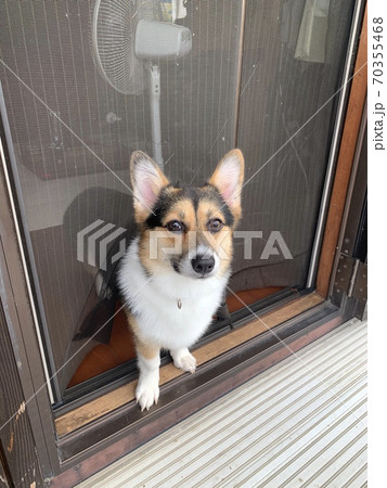 子犬 70355468