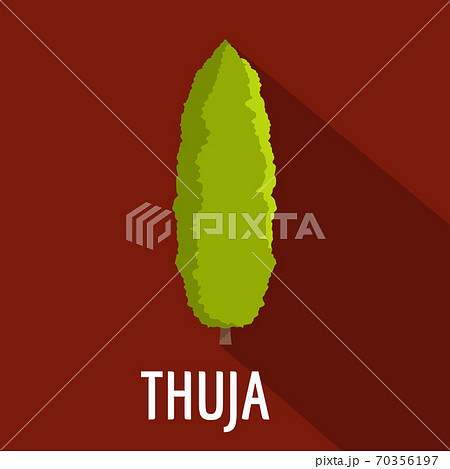 Thuja tree icon, flat style Thuja tree icon, flat style 70356197