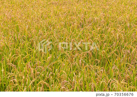 たんぼ 田んぼ 田圃 70356676