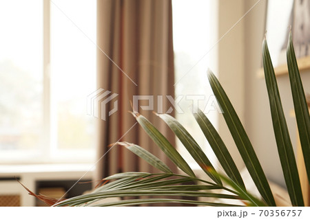 Living space or hotel room in a Scandinavian style. Green plant 70356757