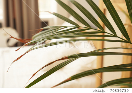 Living space or hotel room in a Scandinavian style. Green plant 70356759