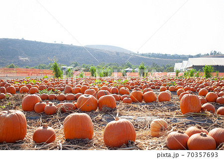 パンプキン畑 パンプキン畑 70357693