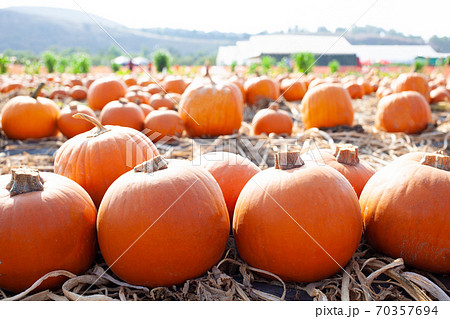 パンプキン畑 パンプキン畑 70357694