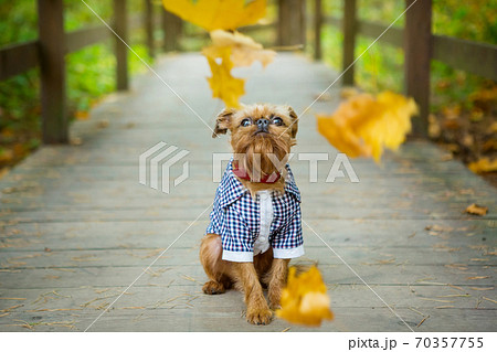 Brussels Griffon in autumn on a walk in the Park Brussels Griffon in autumn on a walk in the Park 70357755
