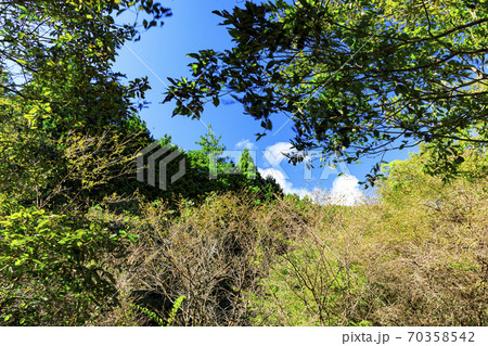 富士山の見える唯一静岡県富士宮市小田貫湿原の草紅葉 富士山の見える唯一静岡県富士宮市小田貫湿原の草紅葉 70358542