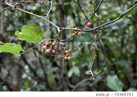 サルトリイバラの実 70360761