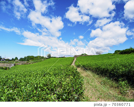 富士山と茶畑で有名な静岡県富士市今宮の秋 富士山と茶畑で有名な静岡県富士市今宮の秋 70360771