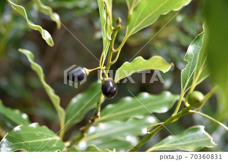 ヤブニッケイの実 70360831