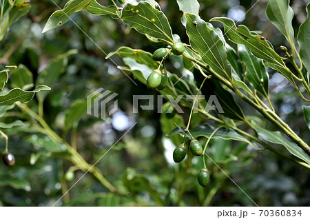 ヤブニッケイの実 70360834