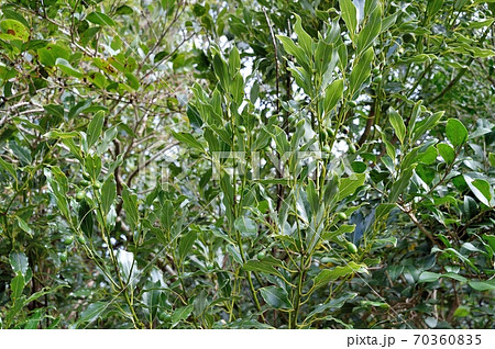 ヤブニッケイの実 70360835