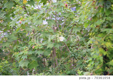 スイフヨウの花 70361058