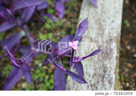 ムラサキツユクサの花 70361059