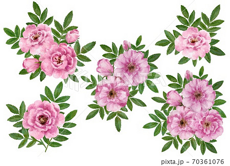 Cute romantic vintage floral compositions of wild rose flowers. Watercolor hand drawn illustration. 70361076